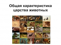 Презентация по биологии на тему Общая характеристика царства животных  (7 класс УМК Н.И. Сонин)