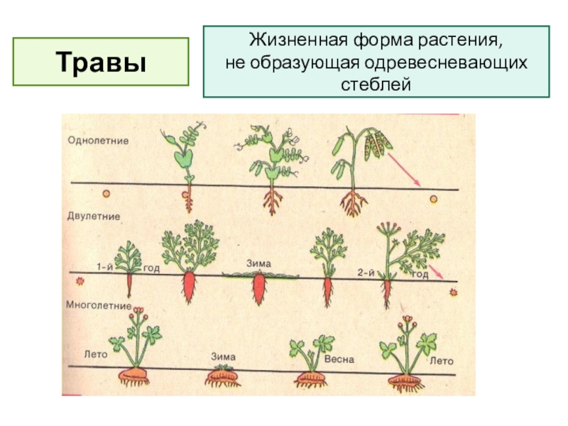 Жизненная форма растений что это такое презентация