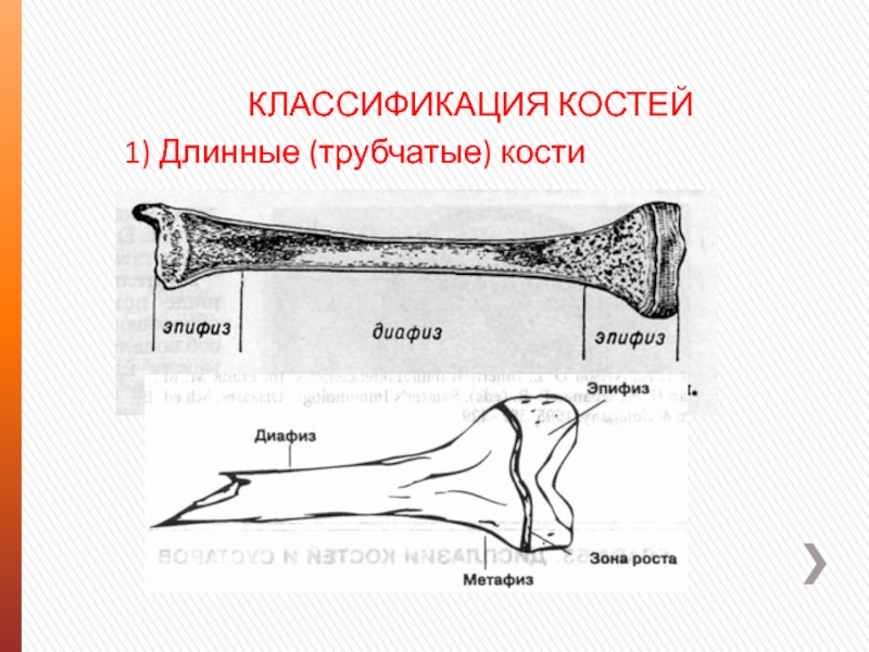 Схема длинной трубчатой кости взрослого человека и ребенка рентген