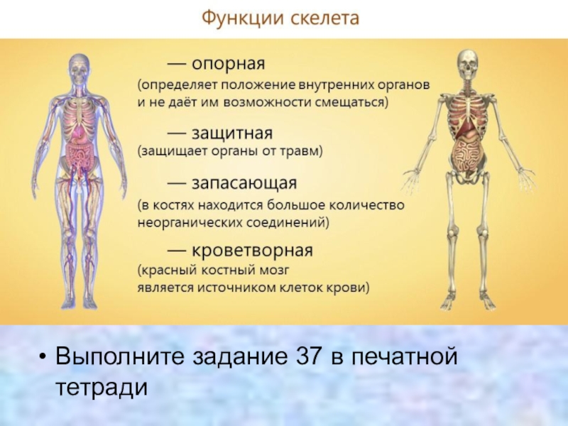 Презентация характеристика человека 8 класс презентация