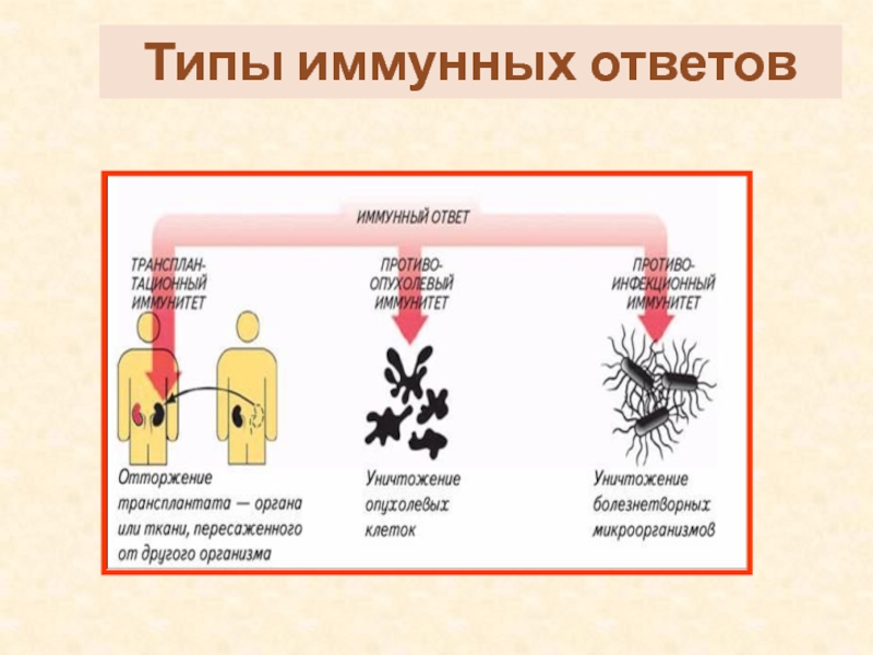 Реакции иммунитета. Типы иммунного ответа. Типы иммунного ответа таблица. Тип иммунного ответа зависит от. Типы иммунного ответа и факторы их определяющие.