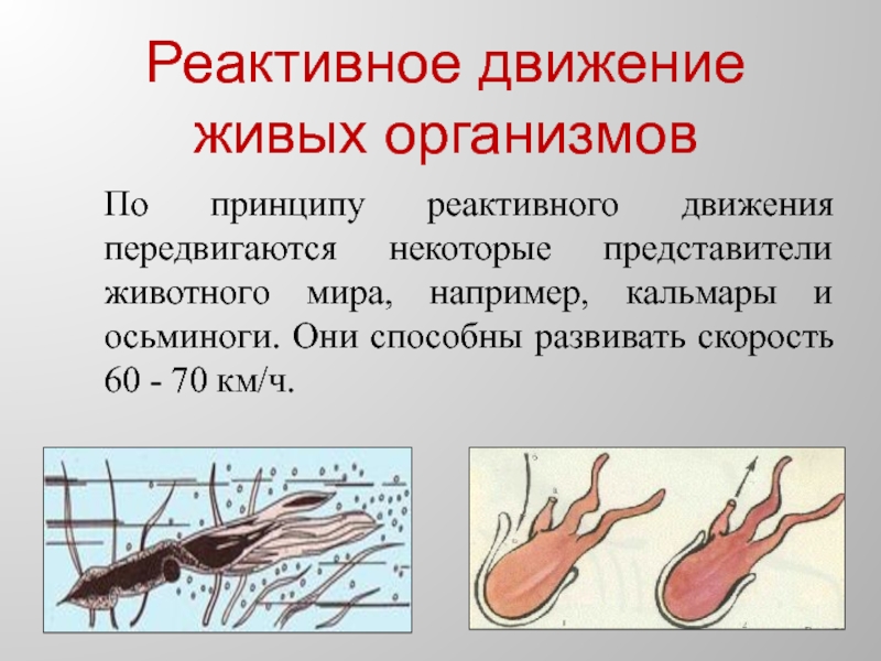 Движение организмов. Реактивное движение. Способы движения живых организмов. Реактивное движение у животных. Способы передвижения живых организмов.