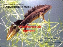 Презентация по окружающему миру на тему:Гребенчатый тритон