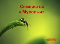 Презентация  Семейство муравьёв.