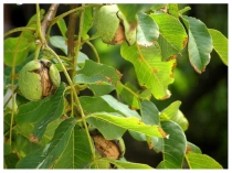 Презентация по биологии на тему Многообразие плодов