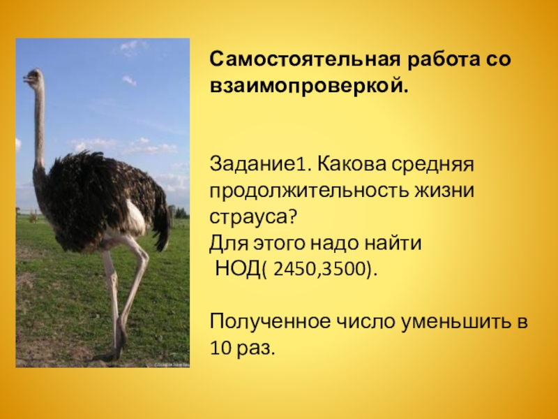 страус нанду гнезда. страус домашний. страусиная ферма яйца. страус в саванне. страус эму.