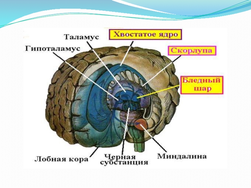 Базальные ядра презентация