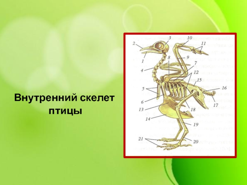 Внутренний скелет представители. Внутренний скелет. Наружный и внутренний скелет. Внутренний скелет это в биологии. Что такое внутренний скелет 7 класс.