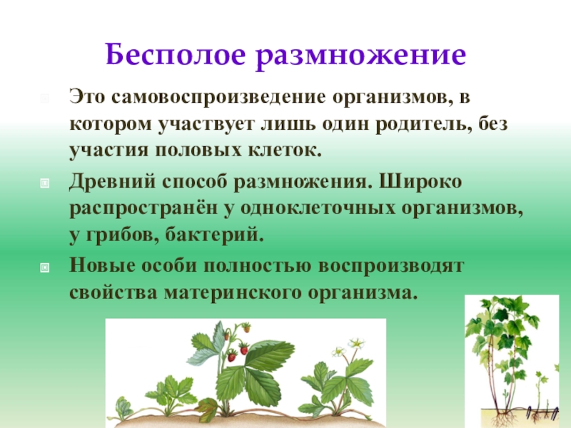 Размножение растительного организма. Виды бесполого размножения растений. Способы бесполого размножения растений. Размножение растений и животных. Способы бесполого размножения организмов.