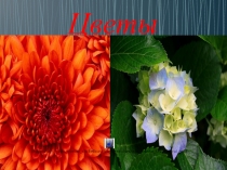 Презентация по биологии на тему:Цветы