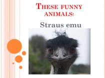 Презентация по английскому языку Emu