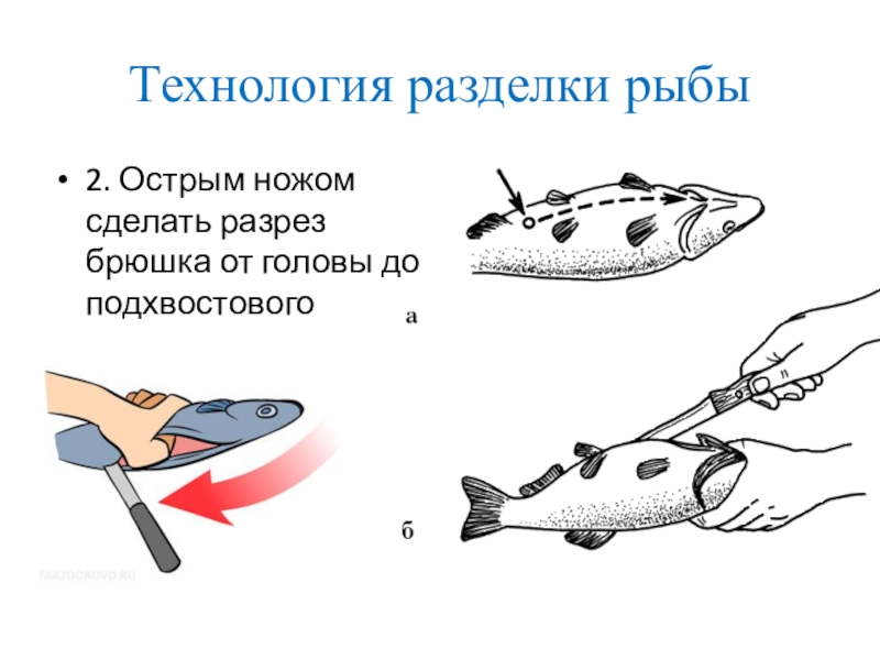 Обработка рыбы операции