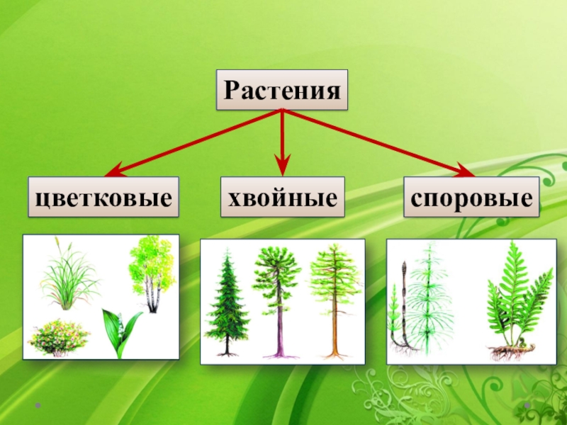 Мир растений 3. Растения производители. Хвойные и цветковые растения. Тема растения. Цветковые и споровые растения.