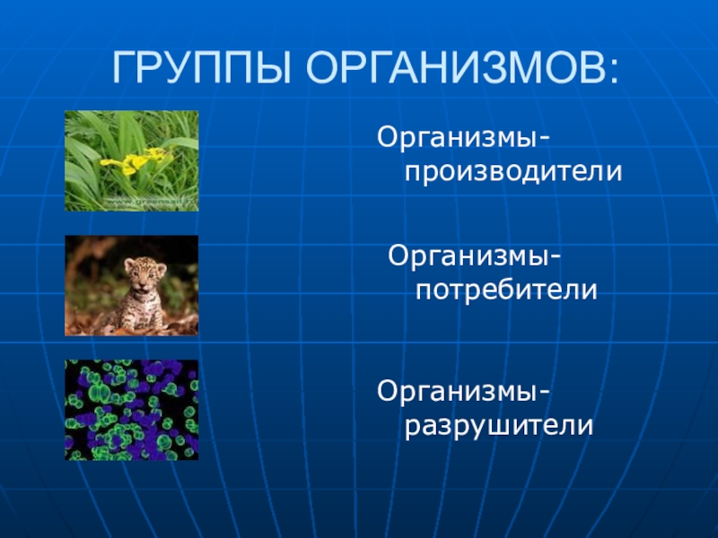 Категория группы организмов