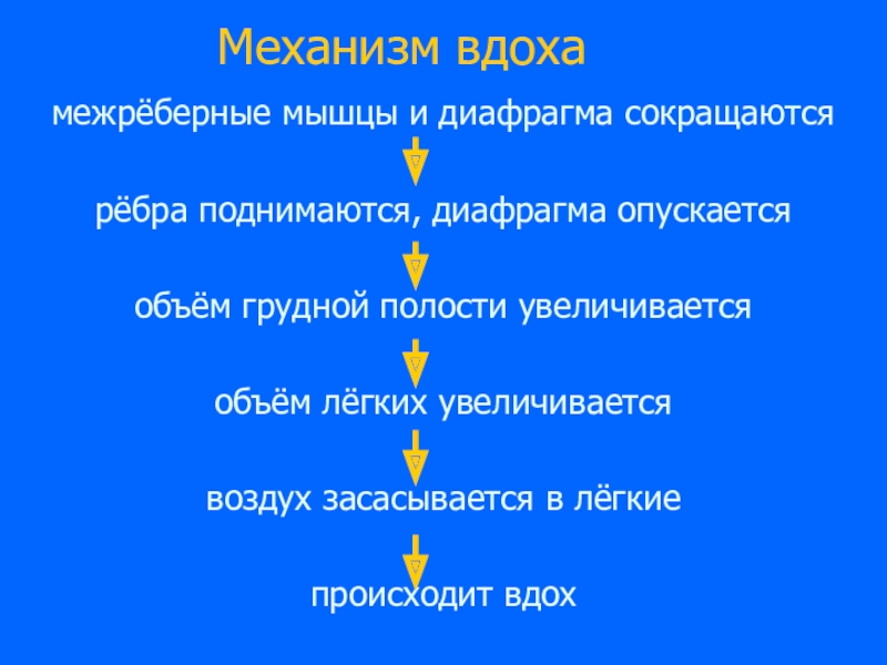 Межреберные мышцы и диафрагма. Механизм вдоха межреберные мышцы и диафрагма. Механизм вдоха диафрагма опускается. При вдохе диафрагма опускается или поднимается. Установите последовательность механизма вдоха межреберные.