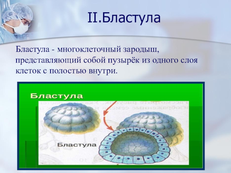 Формирование бластулы