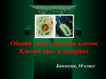 Презентация к уроку по теме:Общий план строения клеток. Клетки про- и эукариот (биология, 10 класс)