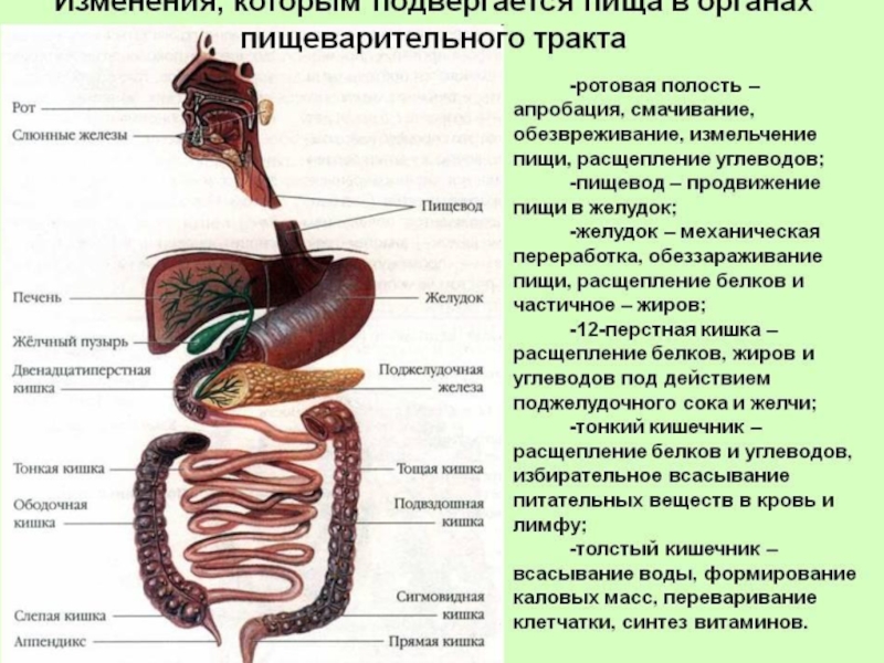 Схема пищеварения в желудке