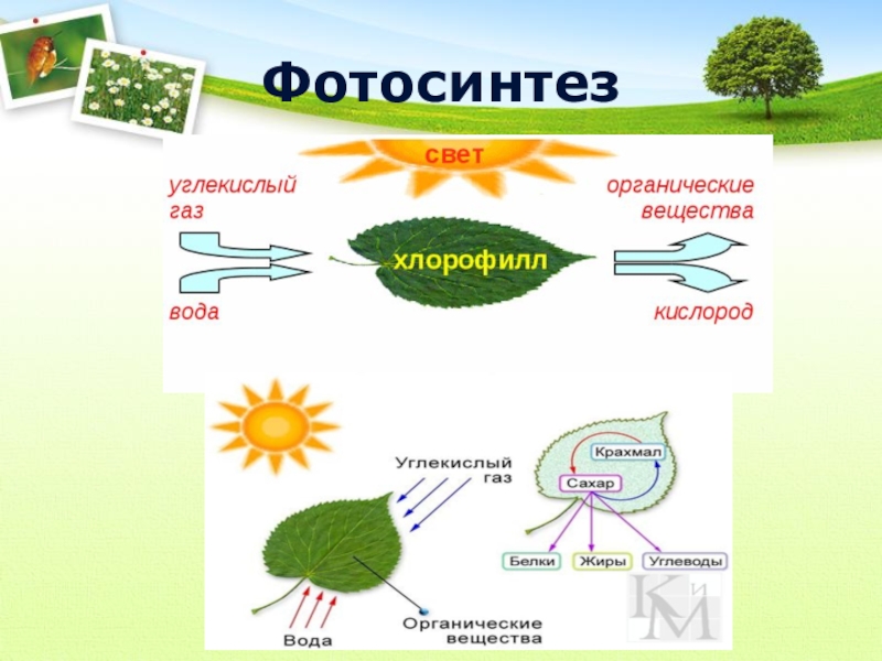 Фотосинтез происходит в клетках содержащих хлорофилл. Схема образования фотосинтеза. Фотосинтез растений 6 класс схема листика. Фотосинтез растений схема 6 класс. Схема фотосинтеза 6 класс биология.