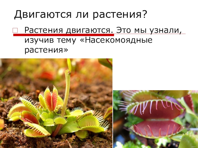 Нужны ли растения