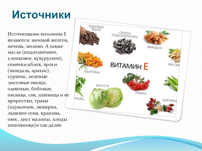 Е является. Источником витамина е является. Витамин е в семечках. В зеленых листовых овощах много витамин к. Источником витамина е является сырье ЛР.
