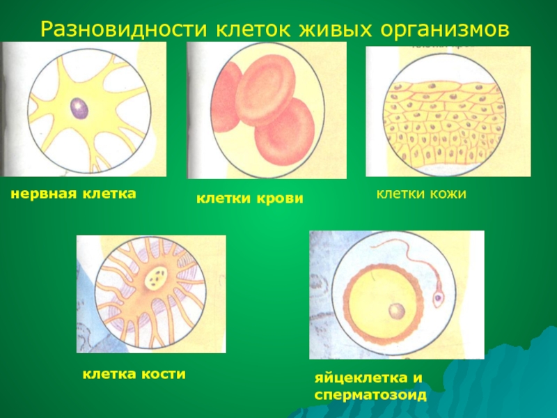 Два типа клеток. Разновидности клеток. Виды клеток в организме человека. Типы клеток человека. Различные виды клеток организма человека.