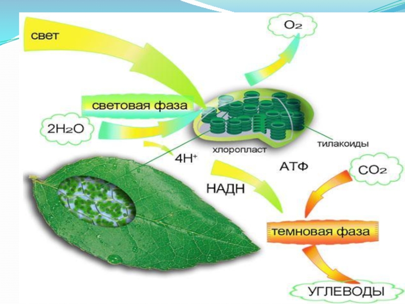 Фотосинтез уникальное природное явление презентация