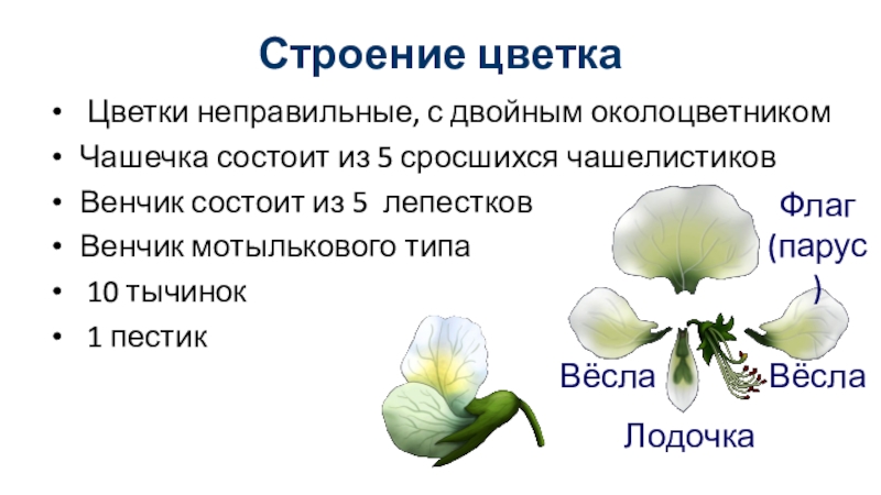 Строение цветка Цветки неправильные, с двойным околоцветникомЧашечка состоит из 5 сросшихся чашелистиковВенчик состоит из 5 лепестковВенчик мотылькового