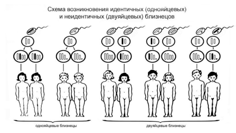 Проект по биологии близнецы 11 класс