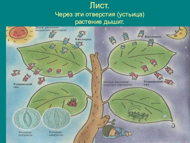 Лист через. Через что дышат растения. Растения дышат листьями. Дыхательные устьица листа. Чем дышит лист.