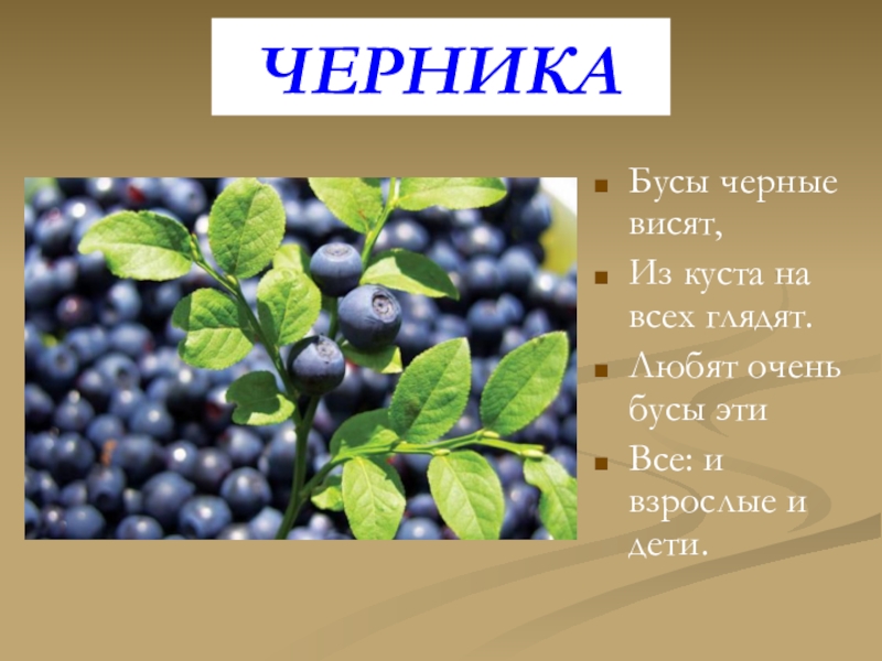 Состав слова черникой. Бусы из черники. Евразия ягоды сообщение. Проверить слово черникой. Озаглавить текст про чернику.