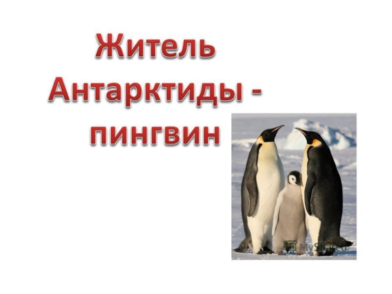 Животные антарктиды доклад. Крылья пингвинов превращены в ласты.