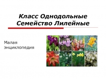 Презентация по теме Класс Однодольные семейство Лилейные