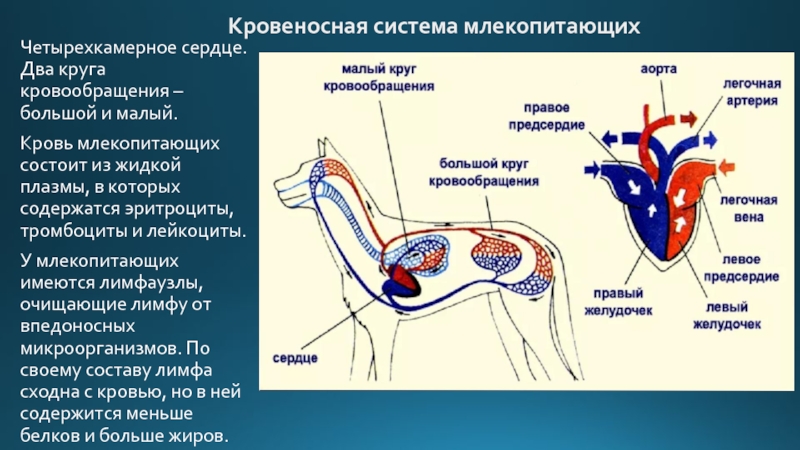 Схема малого круга кровообращения млекопитающих