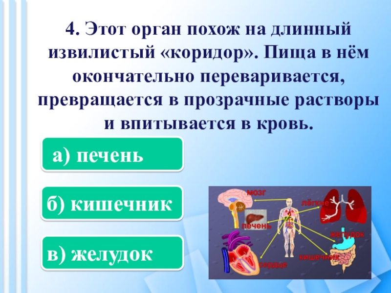 Органам похожее. Что помогает переваривать пищу. Помогает переваривать пищу окружающий мир 2 класс. Какой орган помогает переваривать пищу 2 класс. Помогает переваривать пишу окр.