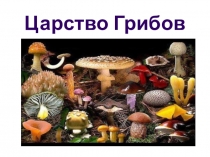 Презентация по окружающему миру на тему: Царство грибов. (3 класс)Подготовила ученица Белухина Елизавета