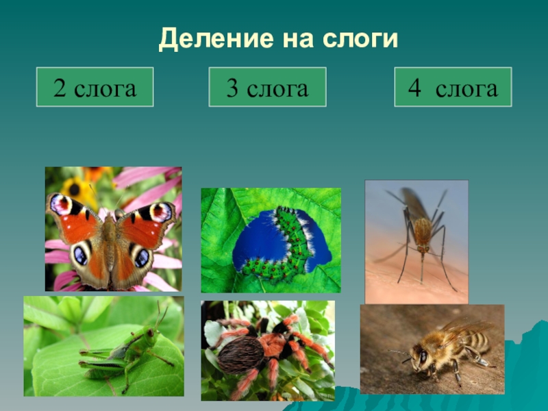 3 4 слога. Насекомые слоги. Разделить на слоги насекомых. Деление насекомые. Насекомые из одного слога.