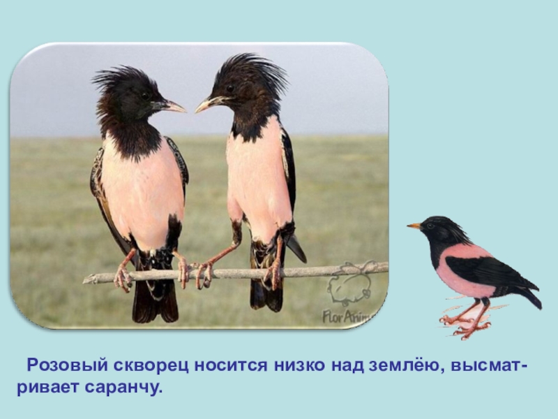 Текст розовые скворцы. Розовый скворец красная книга. Розовый скворец в Крыму красная книга. Розовый скворец красная книга Ростовской области. Птица розовый скворец.