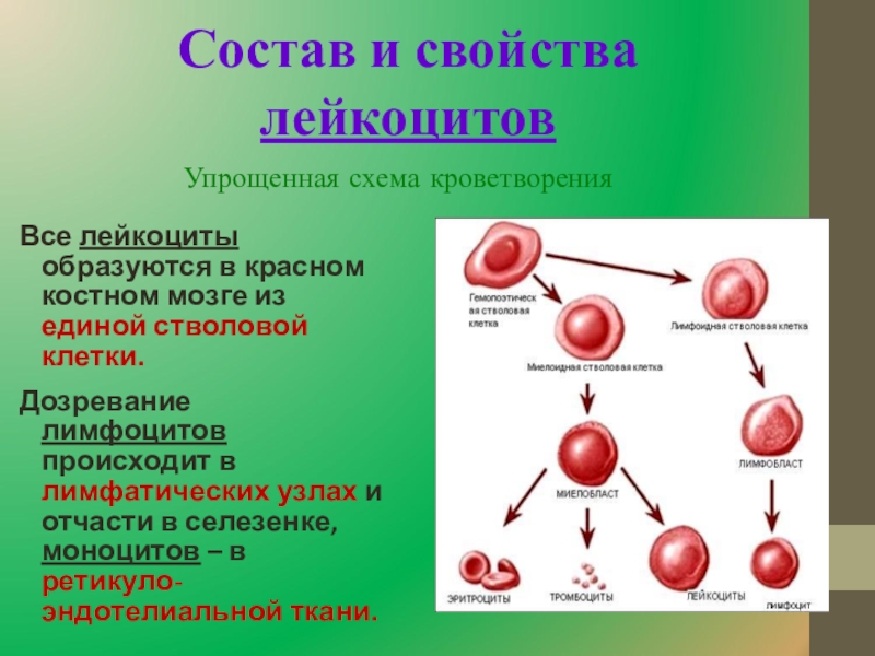 Клетки крови образующийся в костном мозге. Лейкоциты образуются в. Лейкоциты образуются в Красном костном. Лейкоциты клетки крови которые. Лейкоциты в костном мозге.