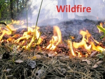 Презентация по английскому языку на тему WILDFIRE.