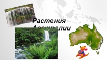Презентация по окружающему миру Растения Австралии