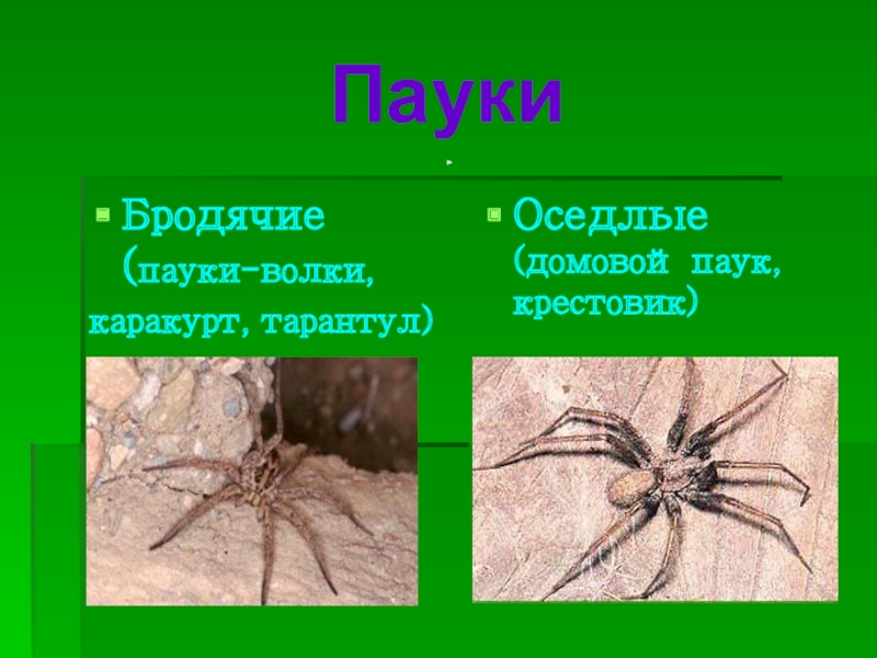 Паук птицеед презентация