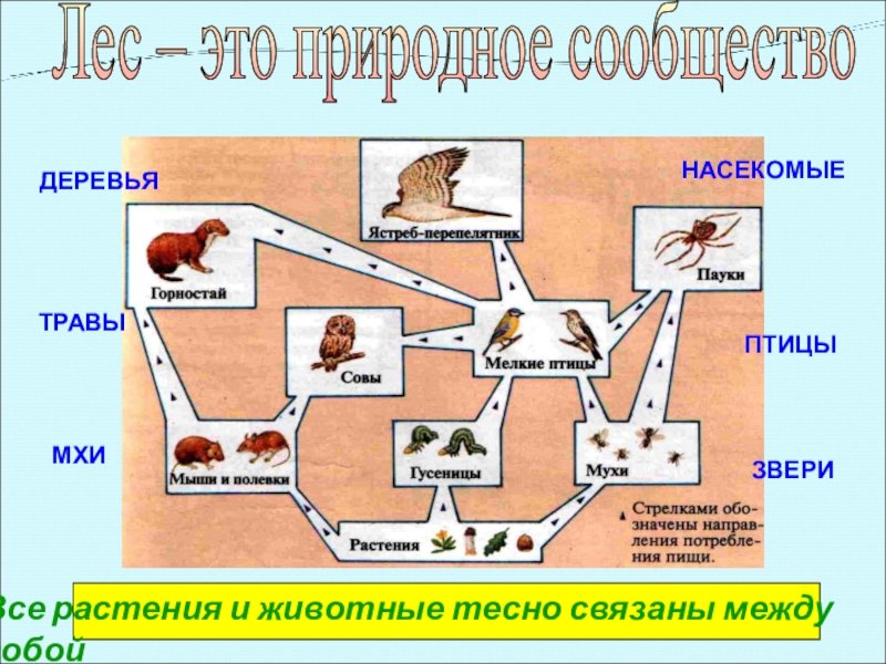 Лес – это природное сообществоВсе растения и животные тесно связаны между собойДЕРЕВЬЯТРАВЫМХИПТИЦЫЗВЕРИНАСЕКОМЫЕ