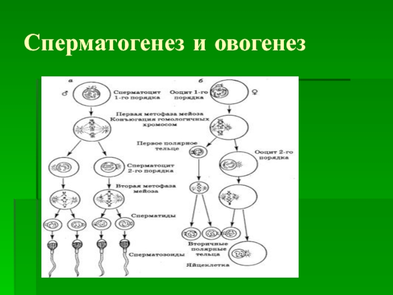 Сперматогенез и оогенез схема