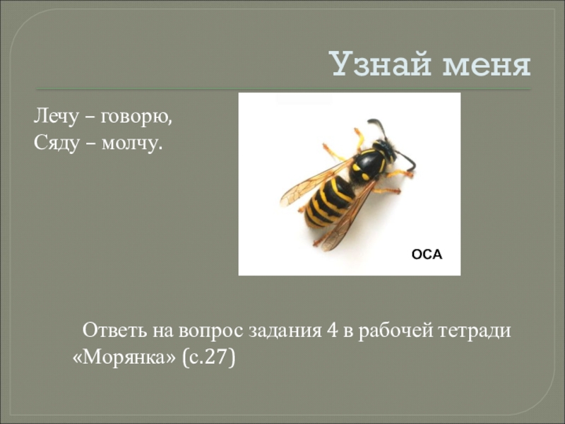 Лети говорит. Загадка летит жужжит а сядет молчит. Летит говорит а сядет молчит. Загадка летит говорит а сядет молчит. Загадка лечу говорю сяду молчу.