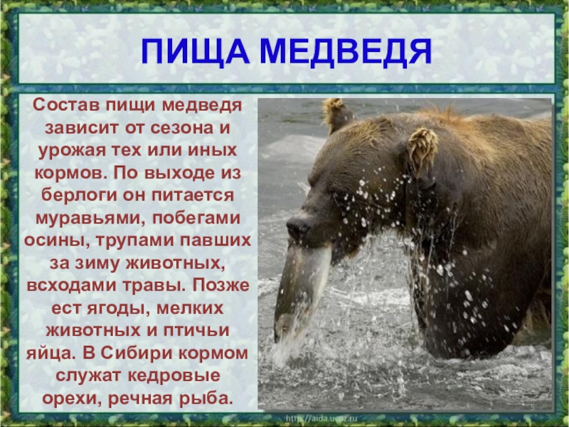 Сочинение о медведе 5 класс