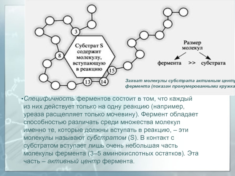 Ферменты проект по биологии