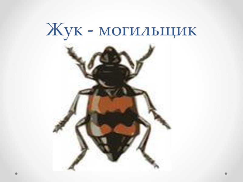 Жук могильщик рисунок