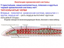 Презентация Эволюция кровеносной системы