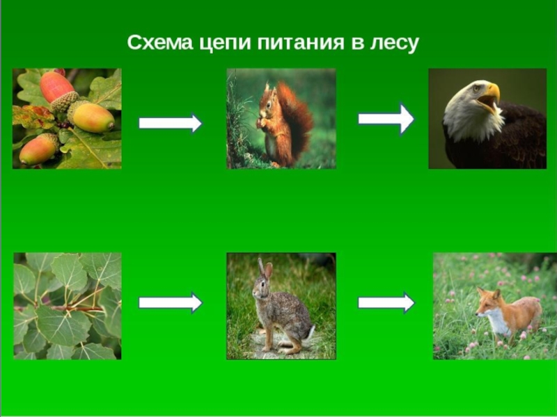 Дачный участок как экосистема проект по биологии